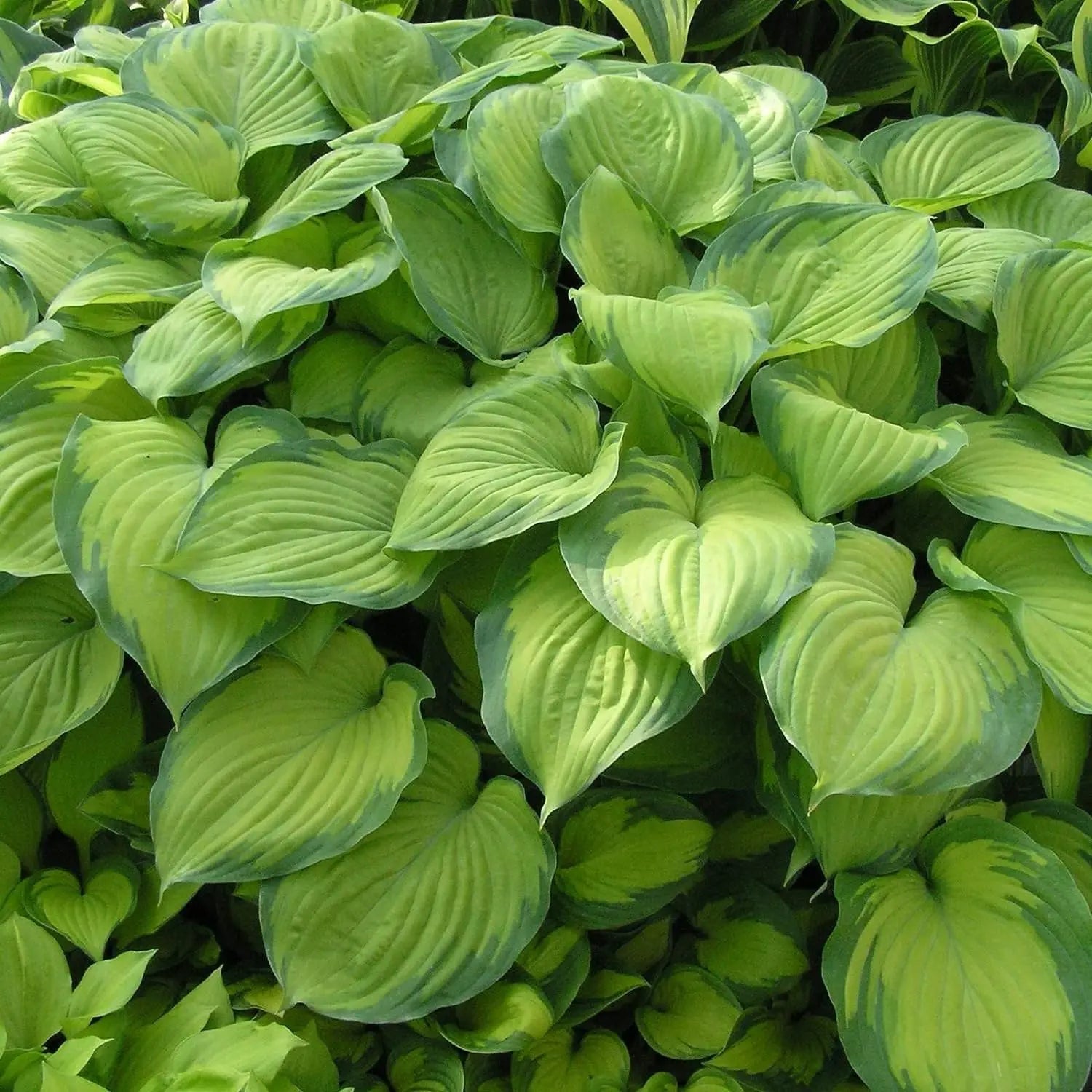 Hosta plantaginea 'Guacamole' Duft-Funkie Staude mit großen, grünen Blättern und weißen Blüten, bei Stauden Gänge.