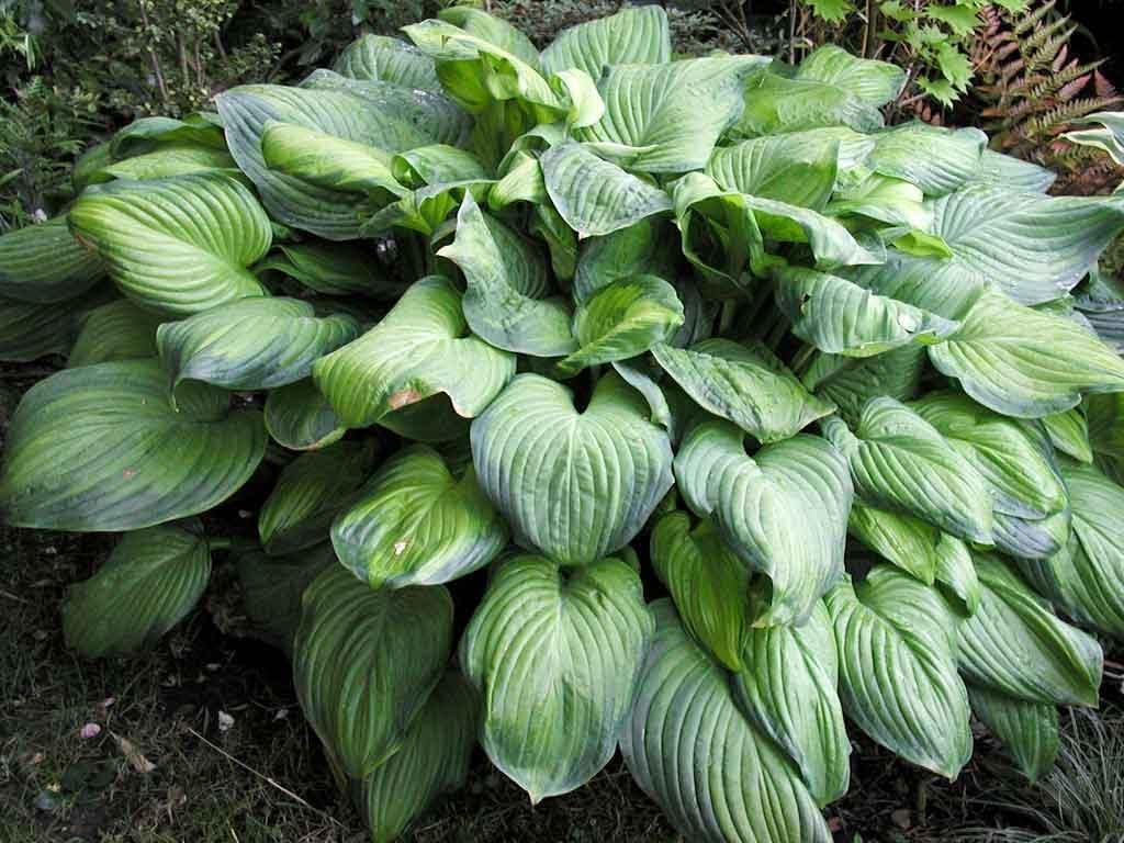 Hosta plantaginea 'Guacamole', Duft-Funkie Staude mit großen grünen Blättern und weißen Blüten, Stauden Gänge.