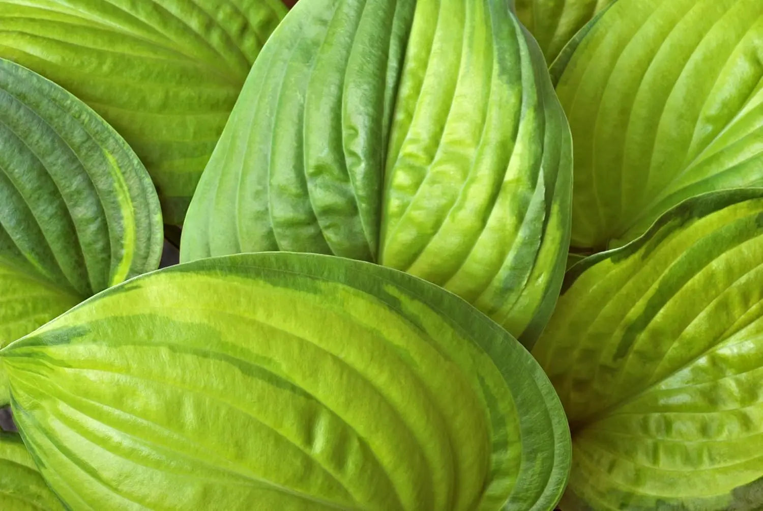 Hosta plantaginea 'Guacamole' Duft-Funkie Staude, grüne Blätter mit weißen Rändern, im Garten.