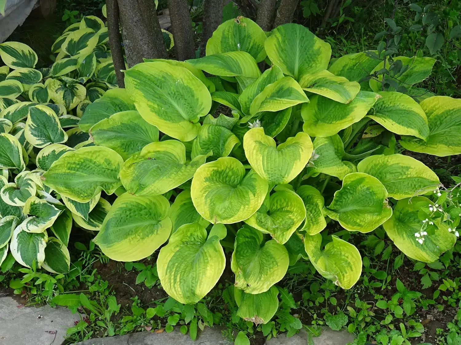Hosta plantaginea 'Guacamole' Duft-Funkie Staude von Stauden Gänge mit großen grünen Blättern und weißen Blüten