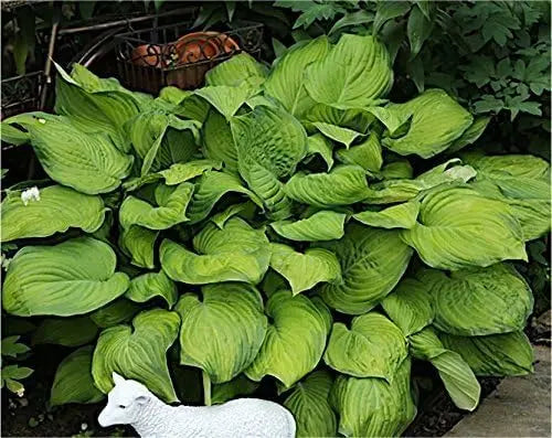 Hosta plantaginea 'Guacamole', Duft-Funkie Staude, grüne Blätter und weiße Blüten, wächst in einem Garten.