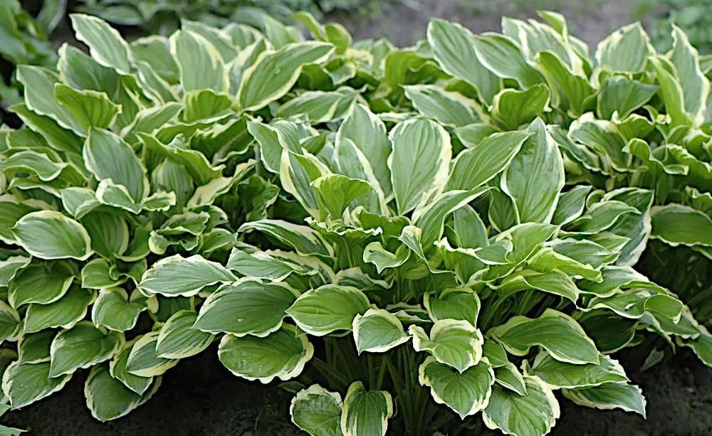 Hosta plantaginea 'So Sweet' Staude mit großen, duftenden Blättern, Pflanze von Stauden Gänge, dekorative Gartendekoration