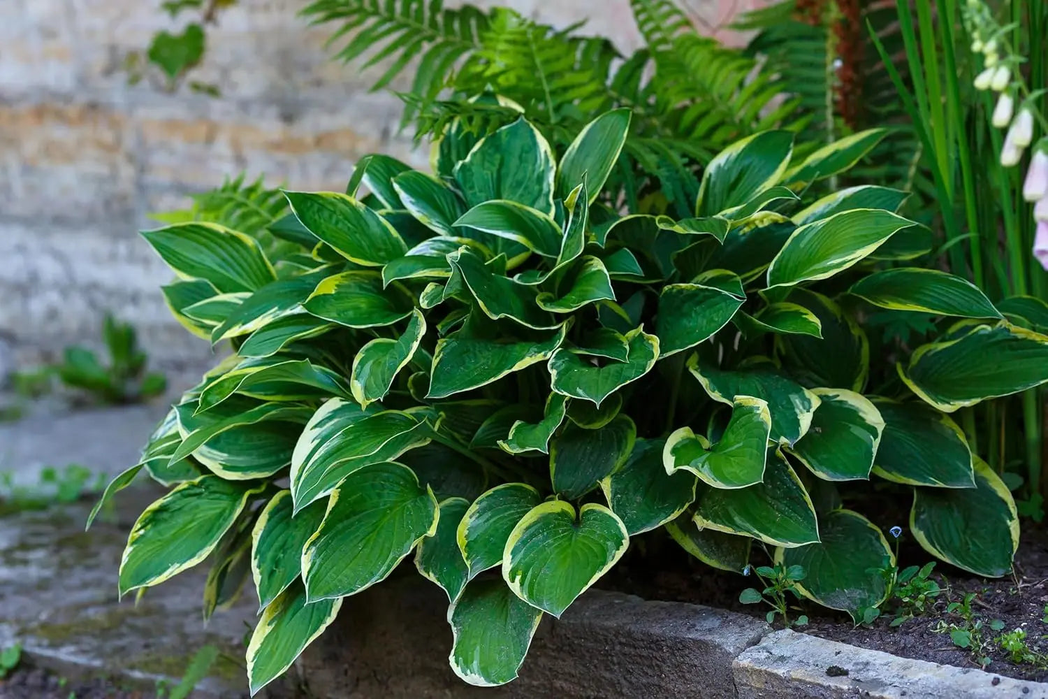 Hosta plantaginea 'So Sweet' Duft-Funkie, Staude mit großen blauen Blättern und weißen Blütenglöckchen, Stauden Gänge