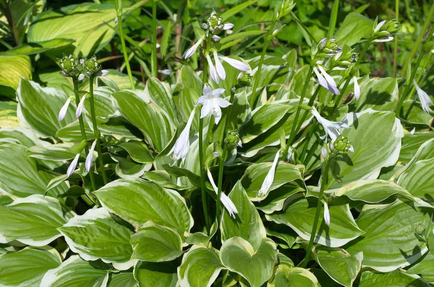 Hosta plantaginea 'So Sweet', Duft-Funkie Staude mit großen, duftenden Blättern, auf einem Gartenboden fotografiert