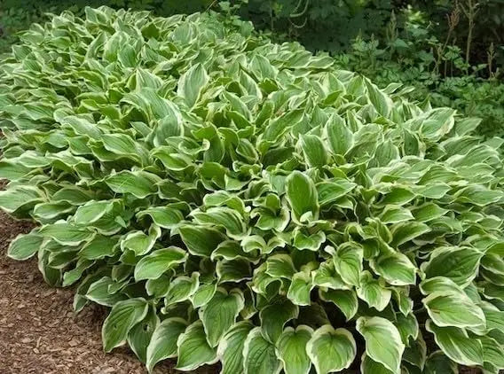 Hosta plantaginea 'So Sweet' Duft-Funkie Staude, große grüne Blätter mit weißen Blüten, im Garten.