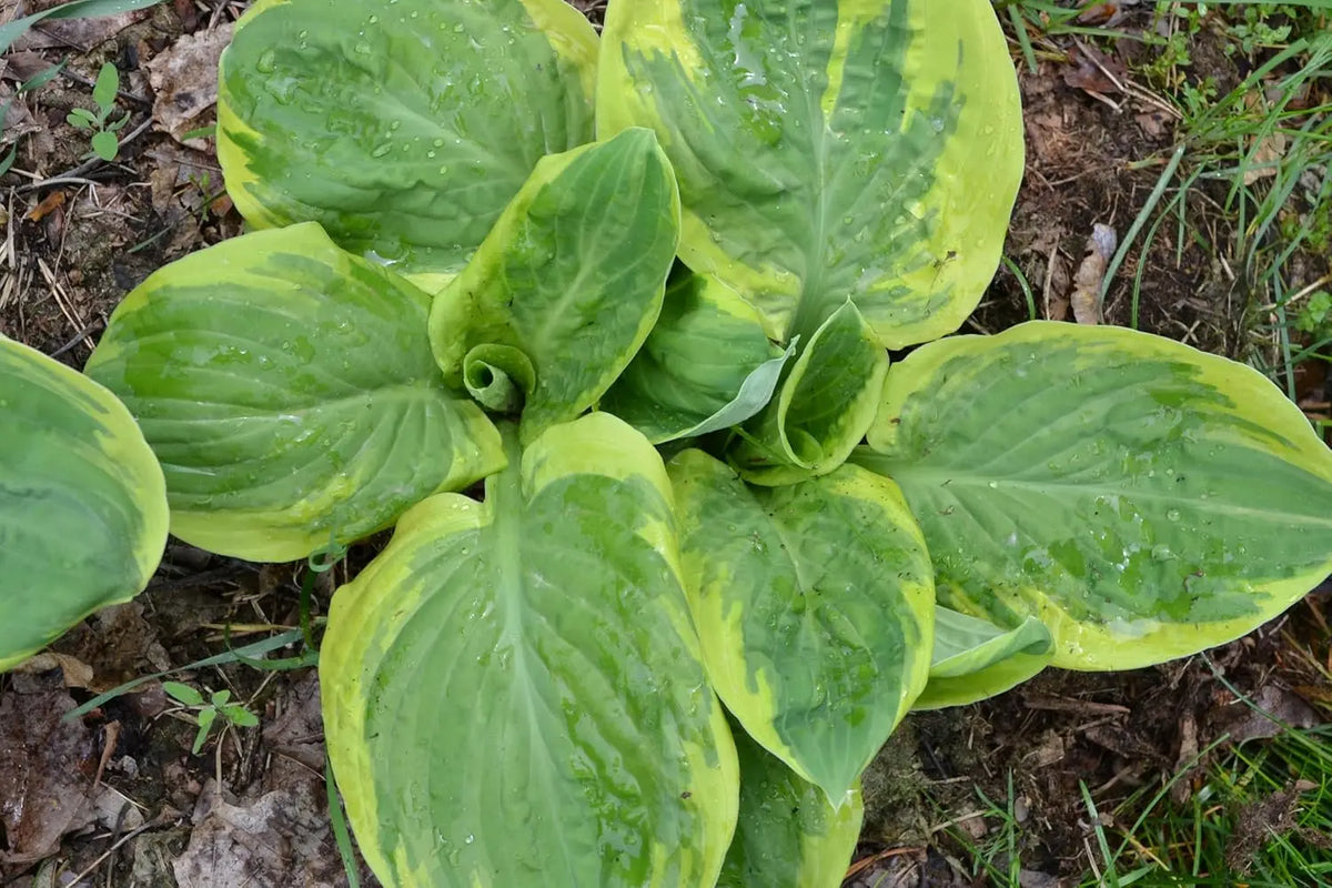 Gelbe Hosta sieboldiana 'Carnival' Staude von Stauden Gänge, grüne Blätter mit gelber Musterung, wächst im Garten.