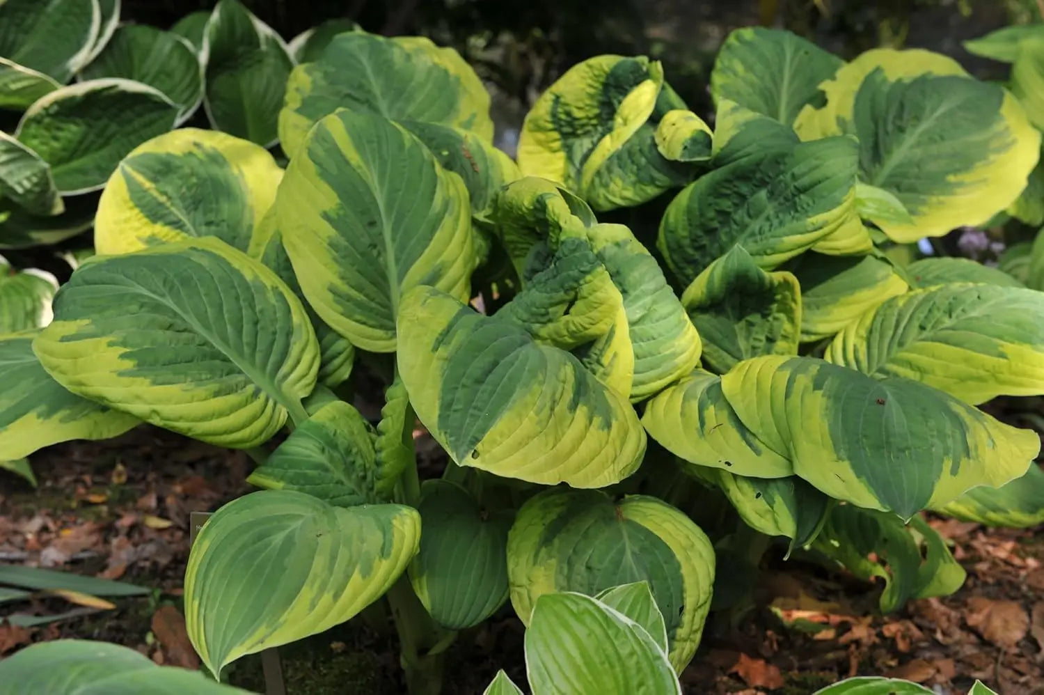 Gelbe Funkie Hosta sieboldiana 'Carnival', Staude mit gelb-grünen Blättern, von Stauden Gänge, im Garten fotografiert