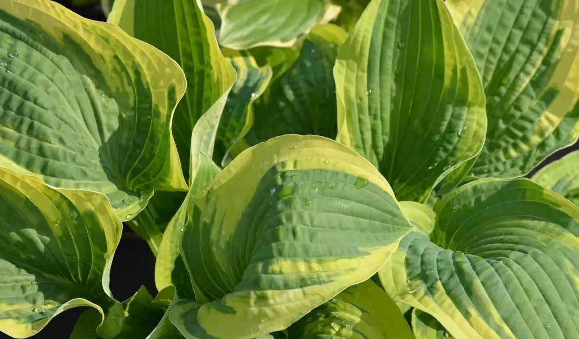 Gelbe Funkie Hosta sieboldiana 'Carnival' Staude von Stauden Gänge mit variegten Blättern, wächst aufrecht im Garten.