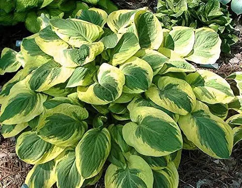 Gelbe Funkie Hosta sieboldiana 'Carnival' Staude von Stauden Gänge, grüne Blätter mit gelber Musterung, im Garten.