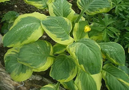Gelbbunte Funkie Hosta sieboldiana 'Carnival' Staude von Stauden Gänge mit großen, dekorativen Blättern in natürlicher Umgebung