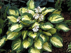 Staude Hosta sieboldiana 'Great Expectation' von Stauden Gänge, grüne Blätter mit weißen Rändern, im Garten gepflanzt