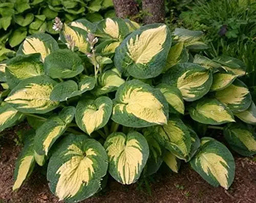 Große Hosta sieboldiana 'Great Expectation' Staude, grüne Blätter, im Garten bei Stauden Gänge, Nahaufnahme