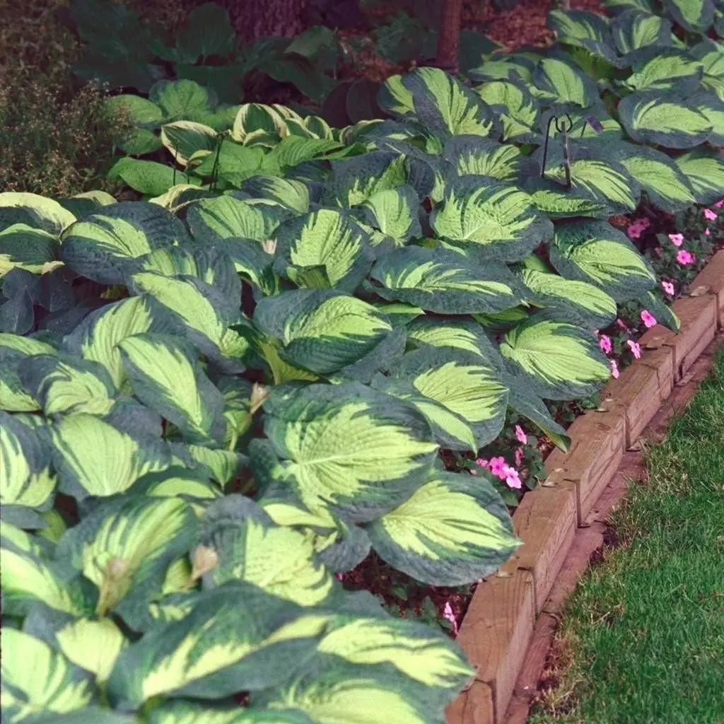 Hosta sieboldiana 'Great Expectation' Funkie Staude mit großen, grünen Blättern, im Garten bei Stauden Gänge.
