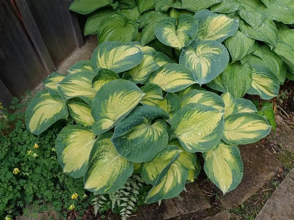 Große Hosta sieboldiana 'Great Expectation' im Garten, grüne Blätter und Staude von Stauden Gänge.