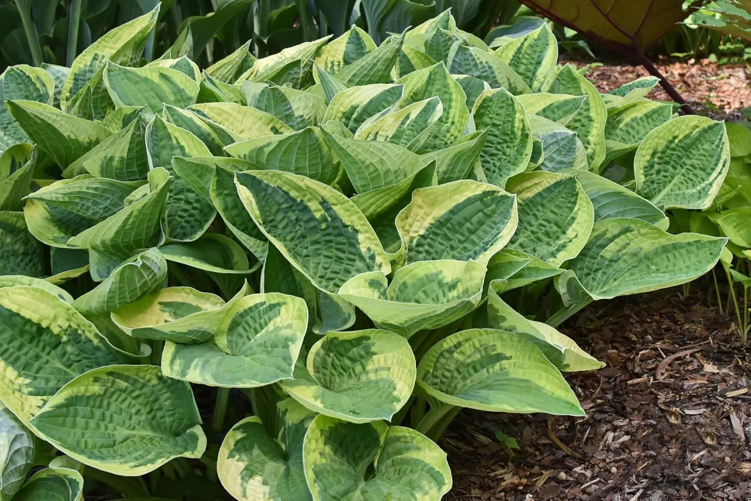 Funkie Hosta sieboldiana 'Wide Brim' von Stauden Gänge, grüne Staude mit großen Blättern, im Garten.