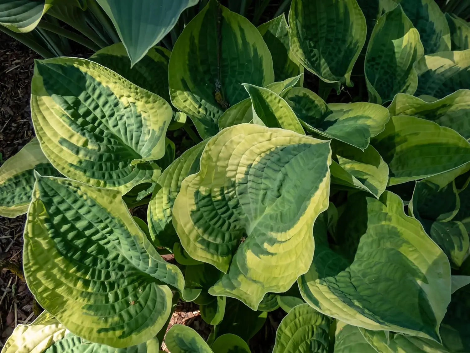 Graue Hosta sieboldiana 'Wide Brim' Staude mit großen Blättern, von Stauden Gänge, im Garten fotografiert
