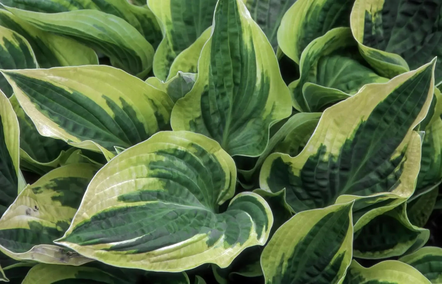 Hosta sieboldiana 'Wide Brim', eine grüne Staude mit großen Blättern, von Stauden Gänge, im Gartenfoto sichtbar.