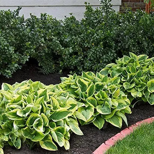 Hosta sieboldiana 'Wide Brim' Staude von Stauden Gänge, grüne Blätter und buschige Pflanze in Gartenaufnahme