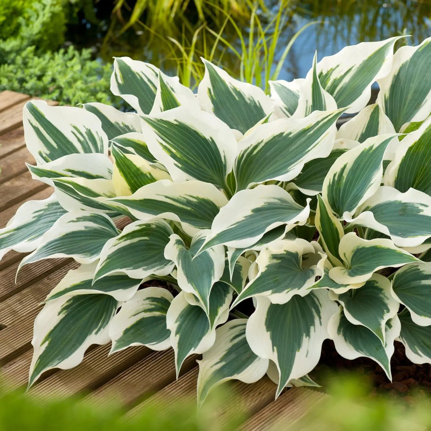 Hosta sieboldiana 'Wide Brim' Funkie Staude mit großen grünen Blättern, gedeiht in Garten, von Stauden Gänge.