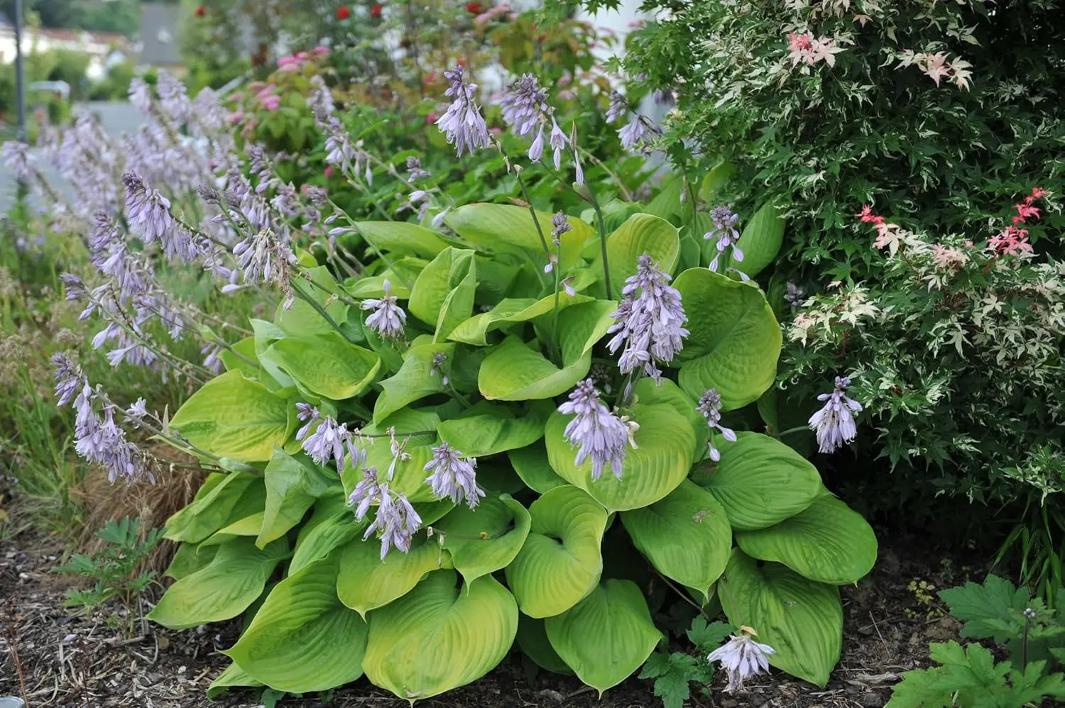 Große Blattschneide Staude Hosta x cultorum 'Sum and Substance' von Stauden Gänge, grüne, große Blätter, Gartenpflanze