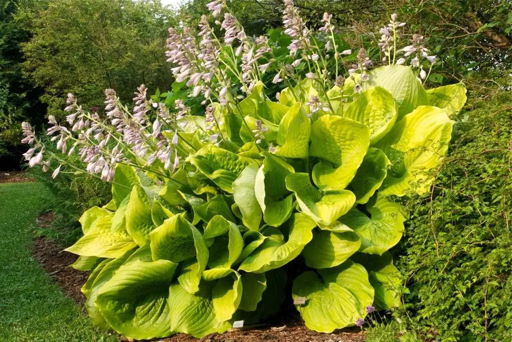 Große Blätter der Staude Hosta x cultorum 'Sum and Substance' von Stauden Gänge, grüne Funkie mit großem Laub.