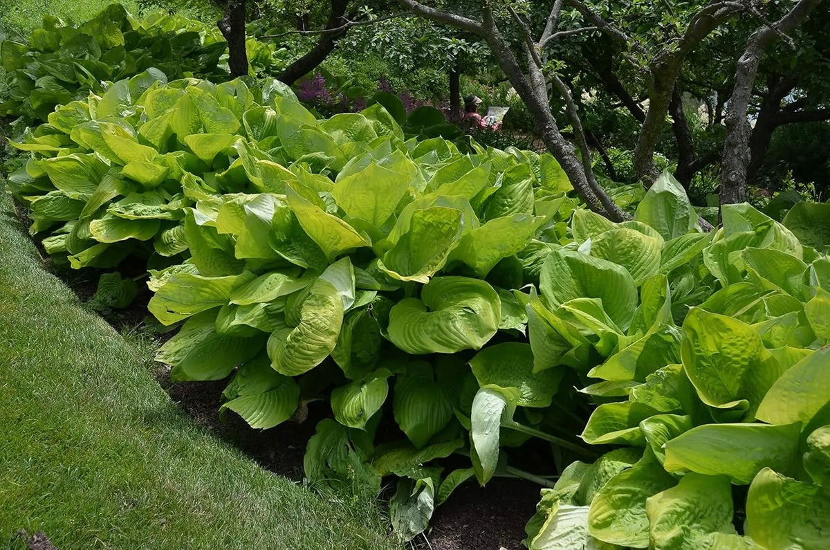 Große, grüne Blätter der Staude Hosta x cultorum 'Sum and Substance' von Stauden Gänge, großblättrige Funkie.
