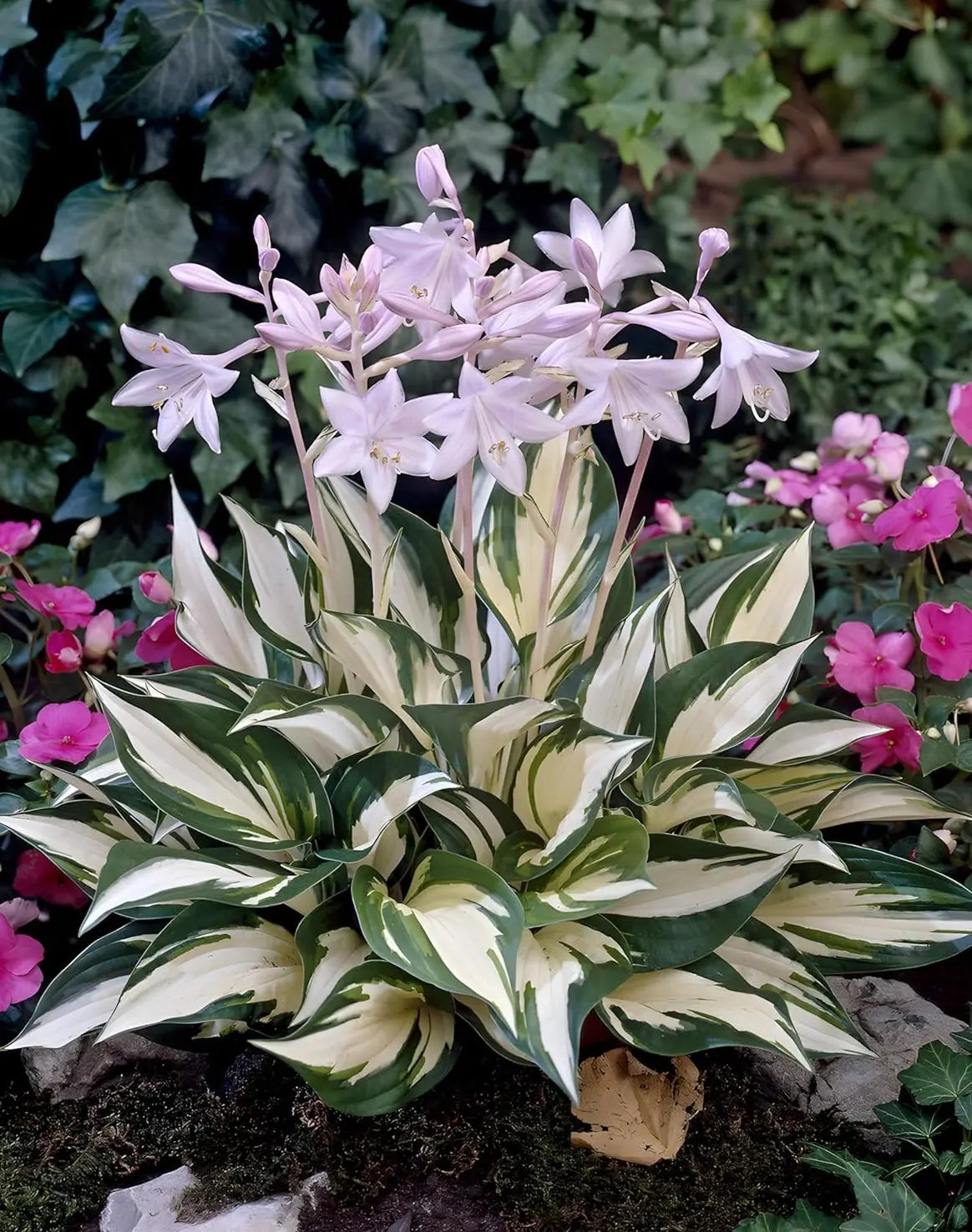 Hosta x fortunei 'Fire and Ice' - Weißbunte Funkie Staude von Stauden Gänge mit grünen und weißen Blättern, im Garten.