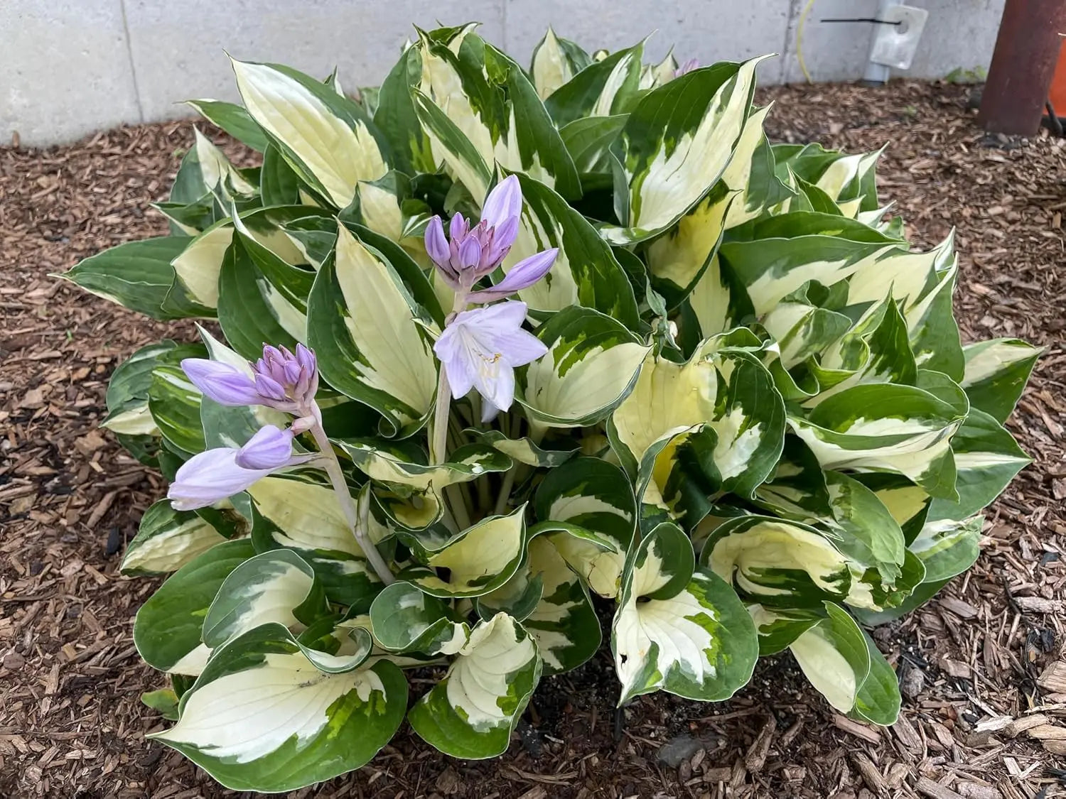 Weiße, bunt gefärbte Staude Hosta x fortunei 'Fire and Ice' von Stauden Gänge, mit grünen und weißen Blättern.