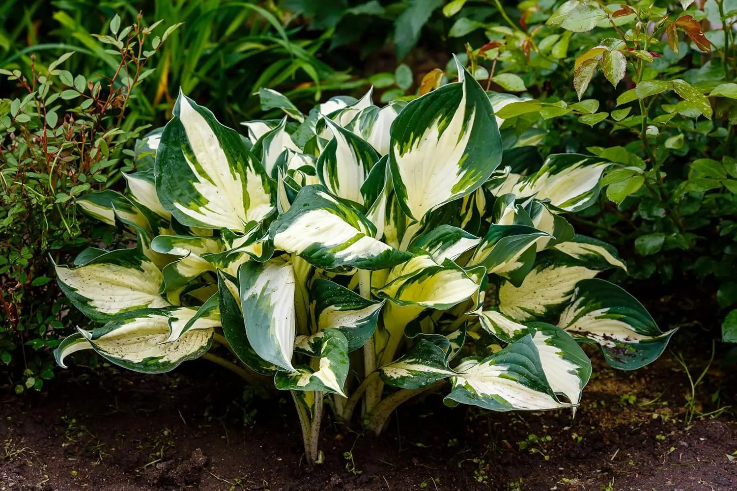 Weiße und grüne Blätter der Staude Hosta x Fortunei 'Fire and Ice' von Stauden Gänge, dicht wachsend, im Garten.