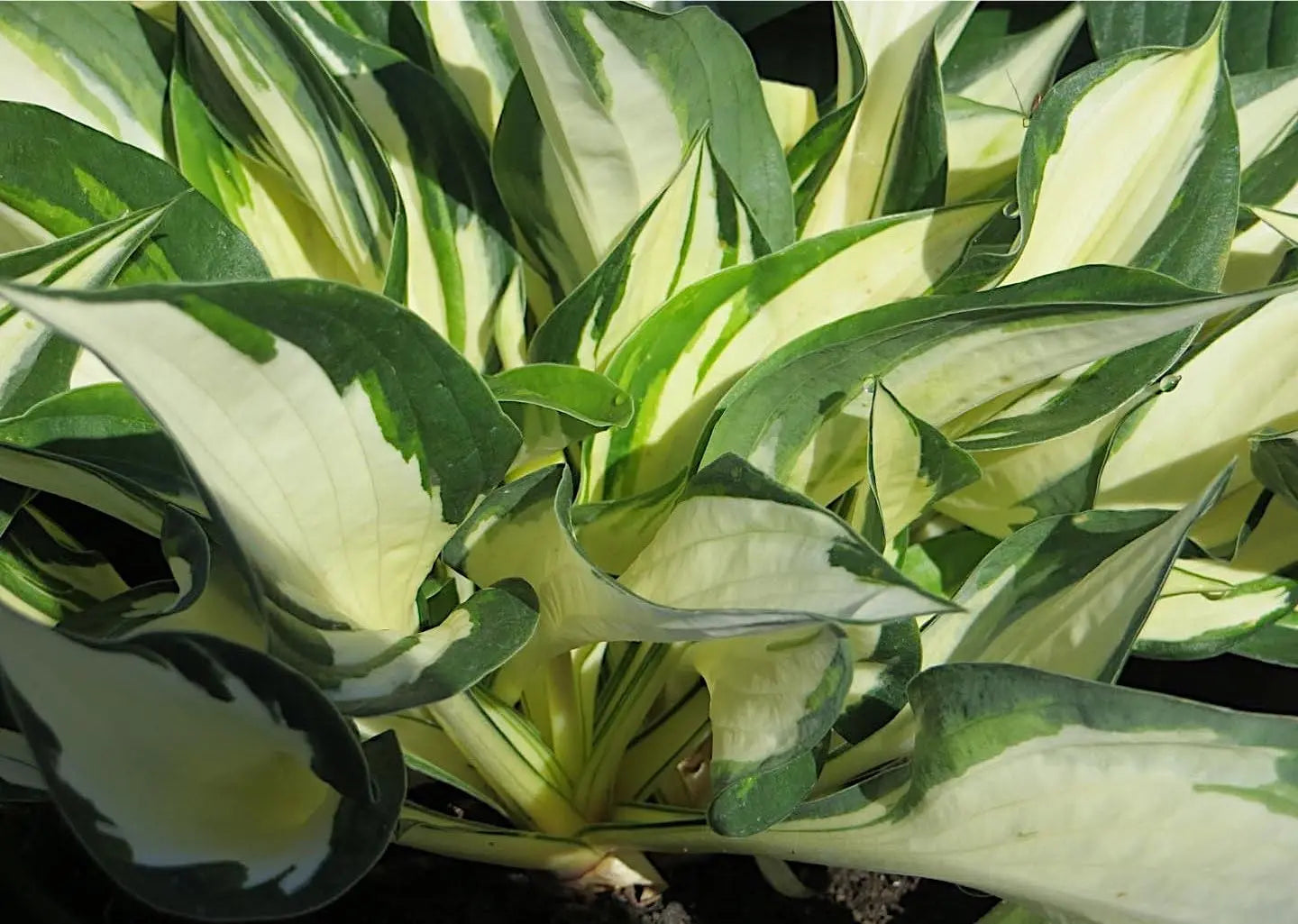 Hosta x fortunei 'Fire and Ice' Weißbunte Funkie Staude von Stauden Gänge, grüne und weiße Blätter, wächst im Garten.