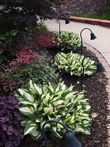 Weiße und grüne Blätter der Hosta x fortunei 'Fire and Ice' Staude, mit bunten, weißen und grünen Blättern, von Stauden Gänge.