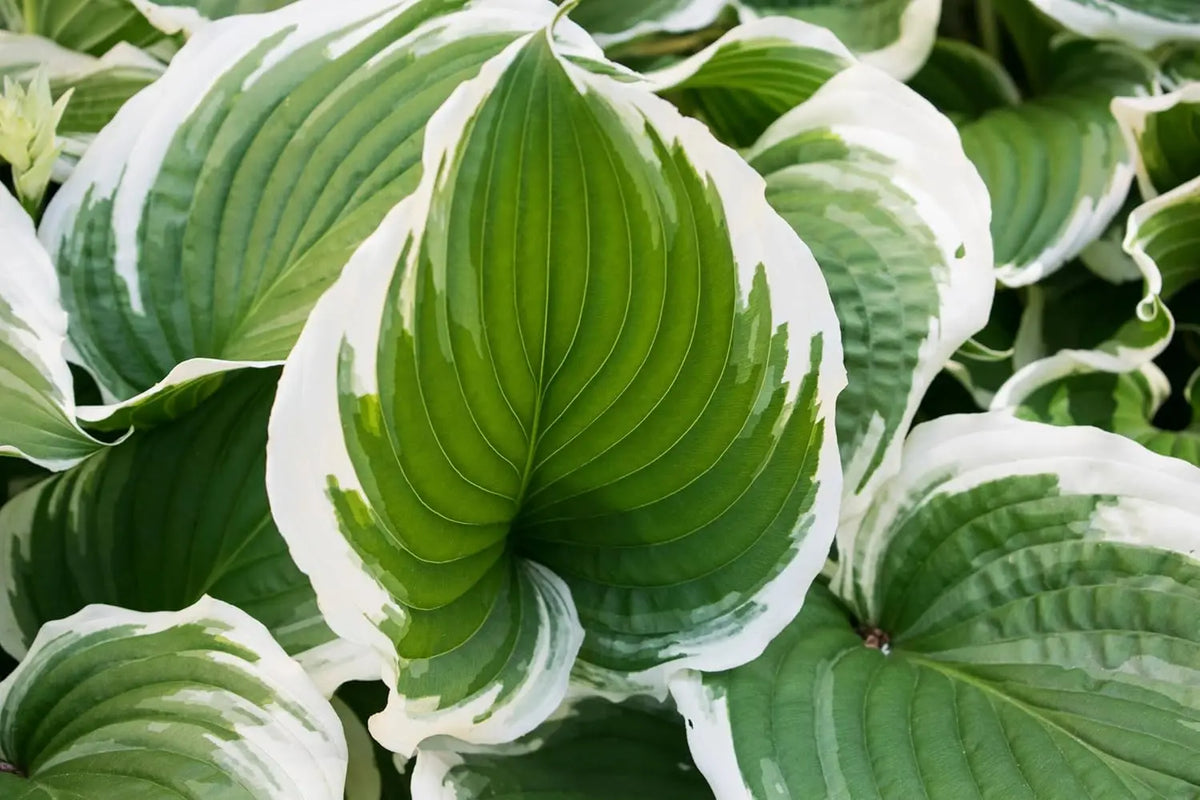 Weiße Rand-Funkie Hosta x fortunei 'Patriot' Staude, grüne Blätter mit weißen Rändern, in Gartenszene.