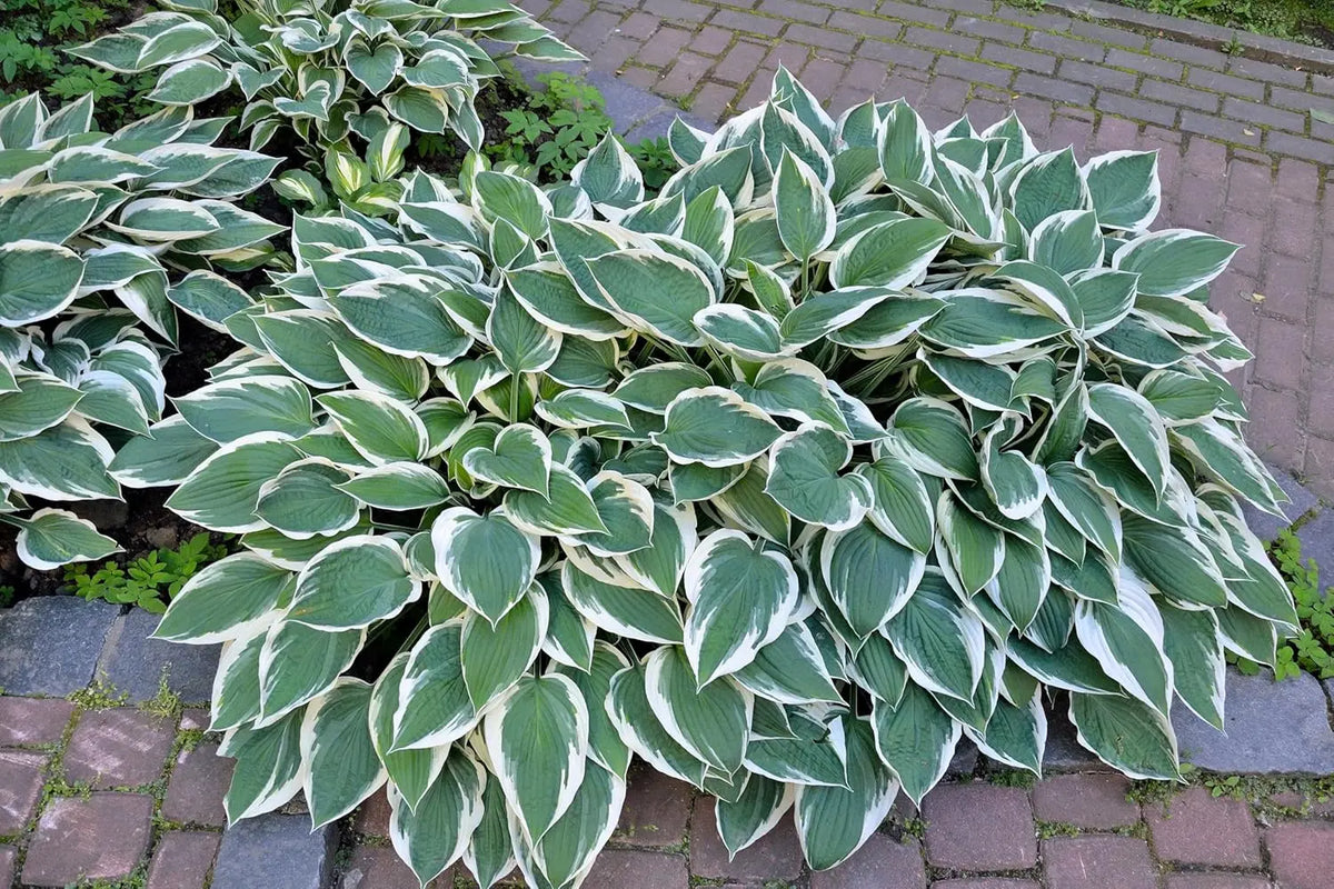 Weiße Rand-Funkie Hosta x fortunei 'Patriot' Staude, grüne Blätter mit weißen Rändern, im Garten.