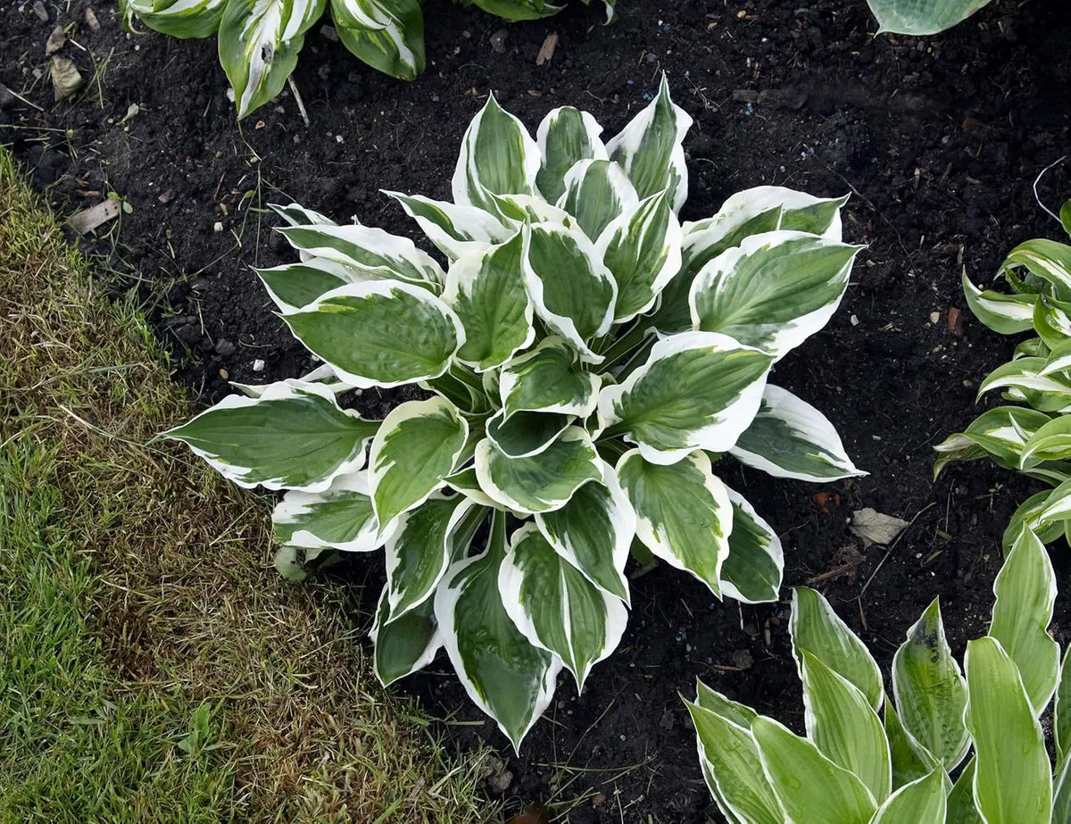 Weiße Rand-Funkie Hosta x fortunei 'Patriot' Staude mit grünen Blättern und weißem Rand, wächst in einem Gartenbeet.