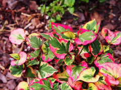 Bunte Houttuynia cordata 'Chameleon' Staude mit bunten Blättern und Eidechsenschwanz-Form, von Stauden Gänge.