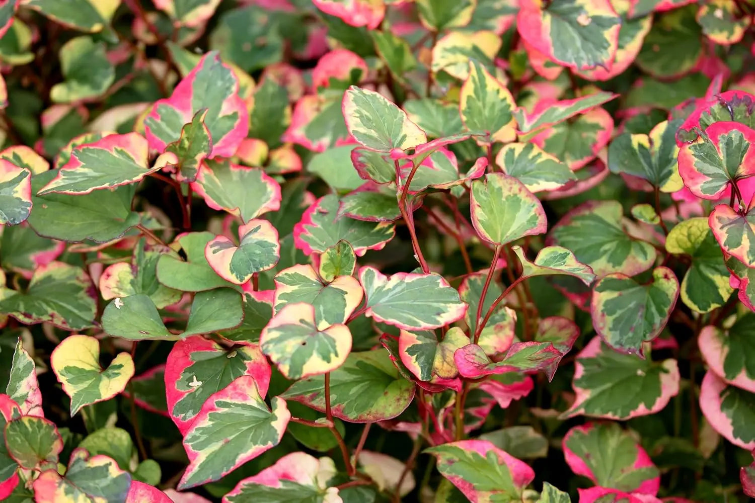Bunte Houttuynia cordata 'Chameleon', Staude mit bunten Blättern, von Stauden Gänge, ideal für Garten und Balkon.