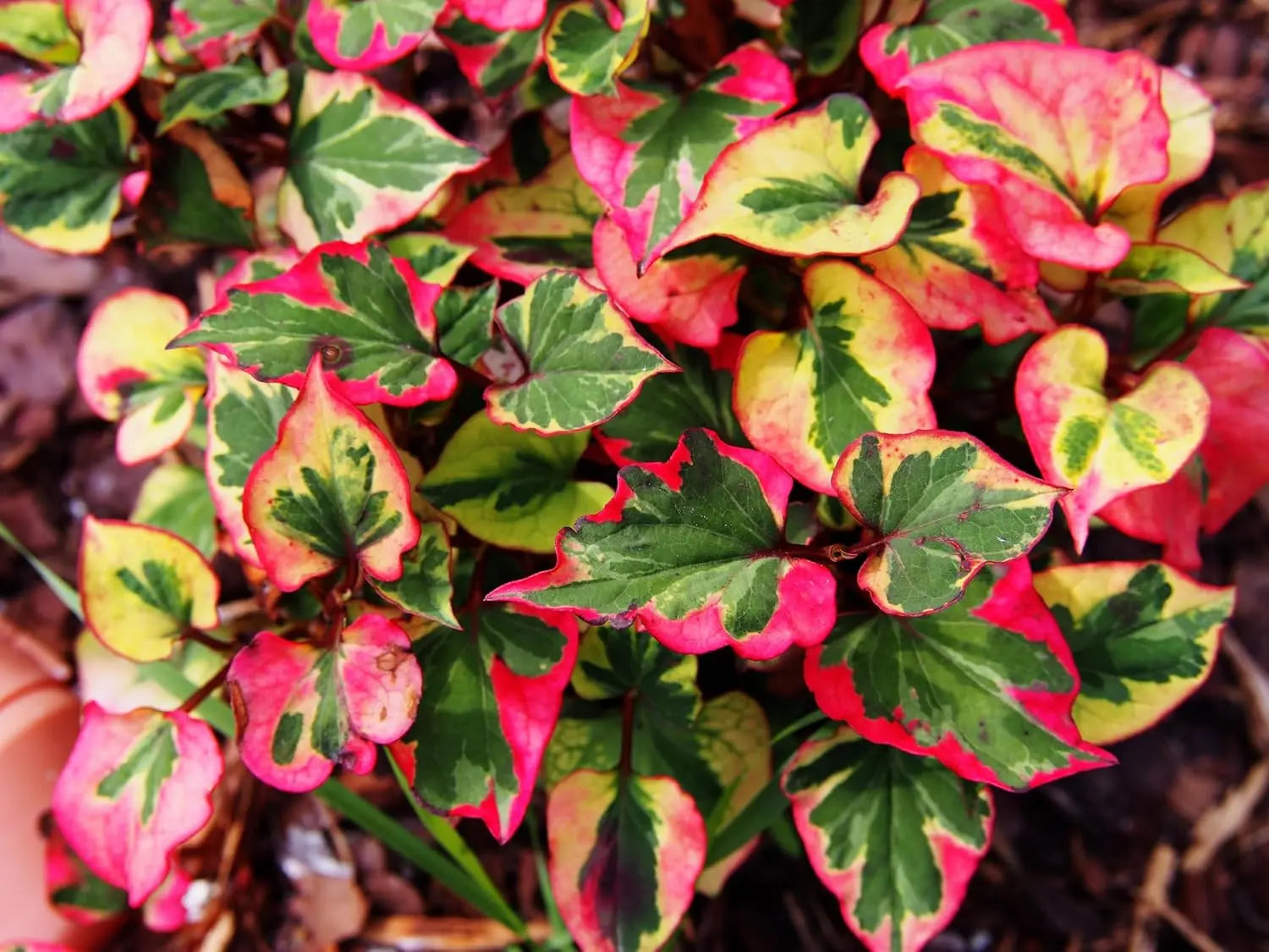 Bunte Houttuynia cordata 'Chameleon' Staude mit variierenden grünen, roten und gelben Blättern, Stauden Gänge.