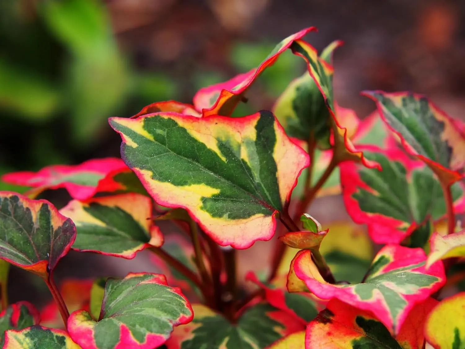 Bunte Houttuynia cordata 'Chameleon' Staude mit bunten Blättern und Eidechsenschwanz-Form, Stauden Gänge, Gartenschönheit