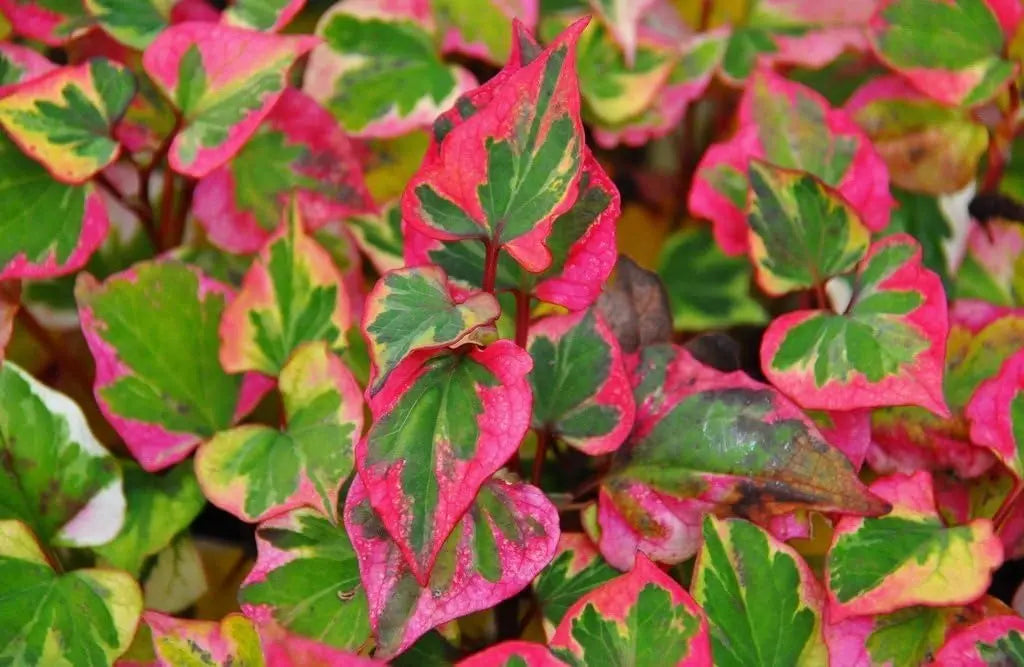 Bunte Houttuynia cordata 'Chameleon', Staude mit farbenfrohen Blättern, von Stauden Gänge, Eidechsenschwanz-Form sichtbar