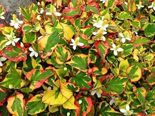 Bunte Houttuynia cordata 'Chameleon' Staude mit bunt gefärbten, eidechsenschwanzähnlichen Blättern, Stauden Gänge.