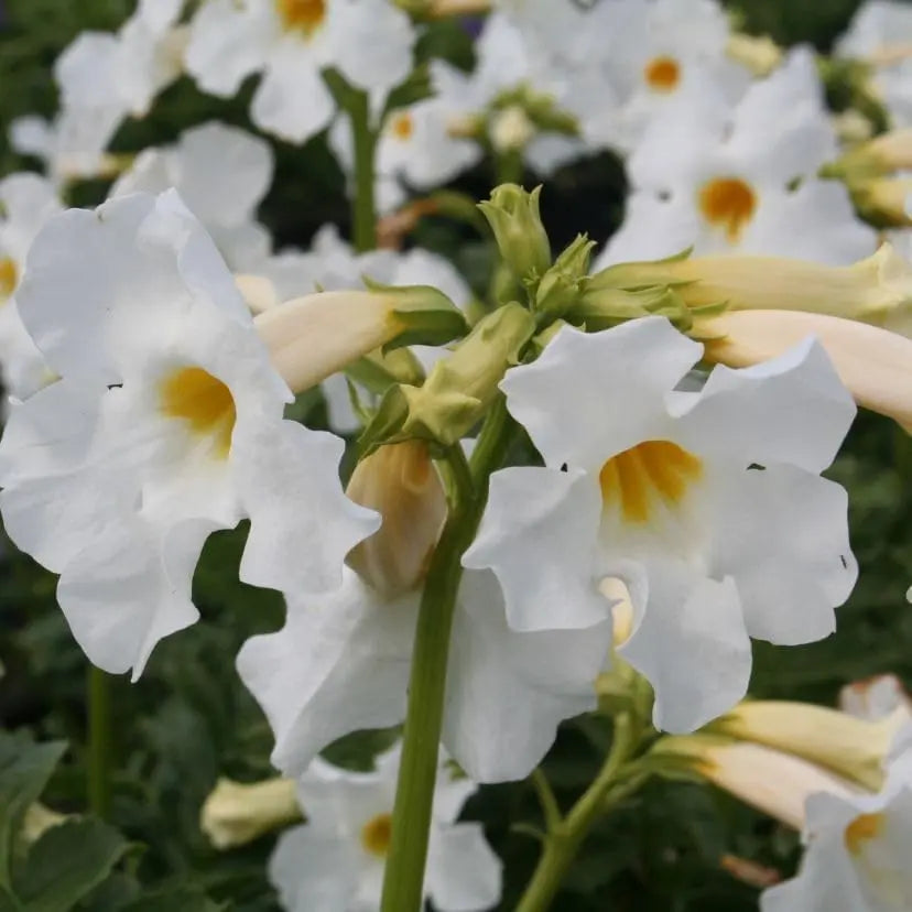 Weiße Staude Incarvillea delavayi 'Alba' – Freilandgloxinie mit weißen Blüten, wächst auf Gartenboden, von Stauden Gänge.