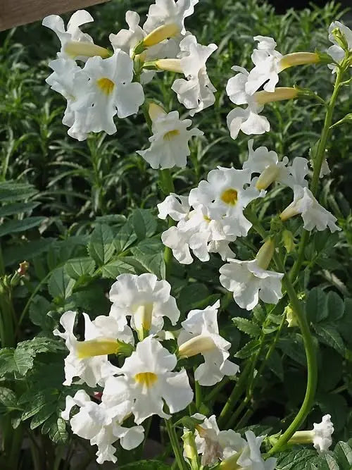 Weiße Incarvillea delavayi 'Alba' Staude, eine blühende Freilandgloxinie mit weißen Blüten, aus dem Sortiment von Stauden Gänge.