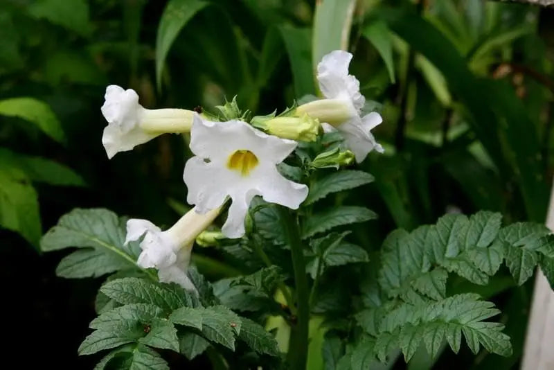 Weiße Staude Incarvillea delavayi 'Alba' von Stauden Gänge, blühende Freilandgloxinie mit weißen Blüten, im Garten.