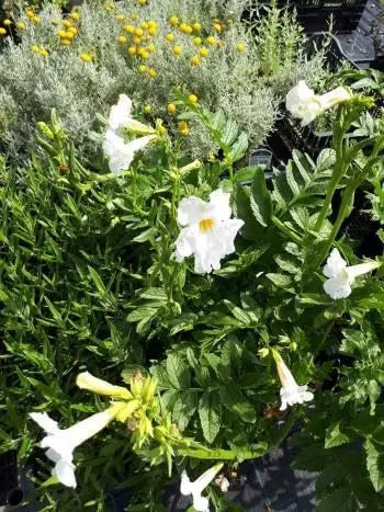 Weiße Incarvillea delavayi 'Alba' Staude, eine elegante Freilandgloxinie mit weißen Blüten, auf einem Gartengrundstück.