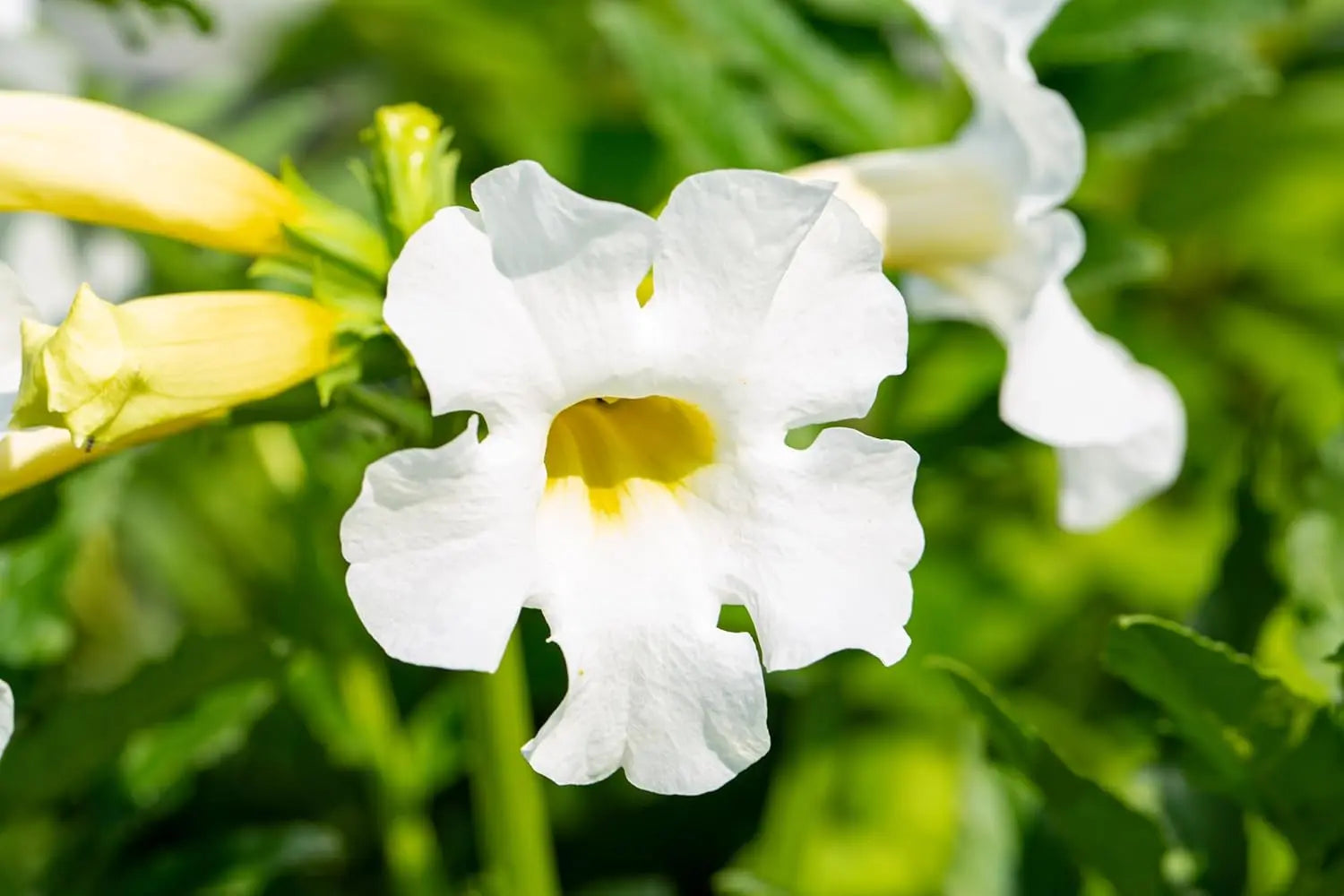 Weiße Incarvillea delavayi 'Alba' Staude, bekannt als Weiße Freilandgloxinie, wächst in einem Garten mit grünen Blättern.