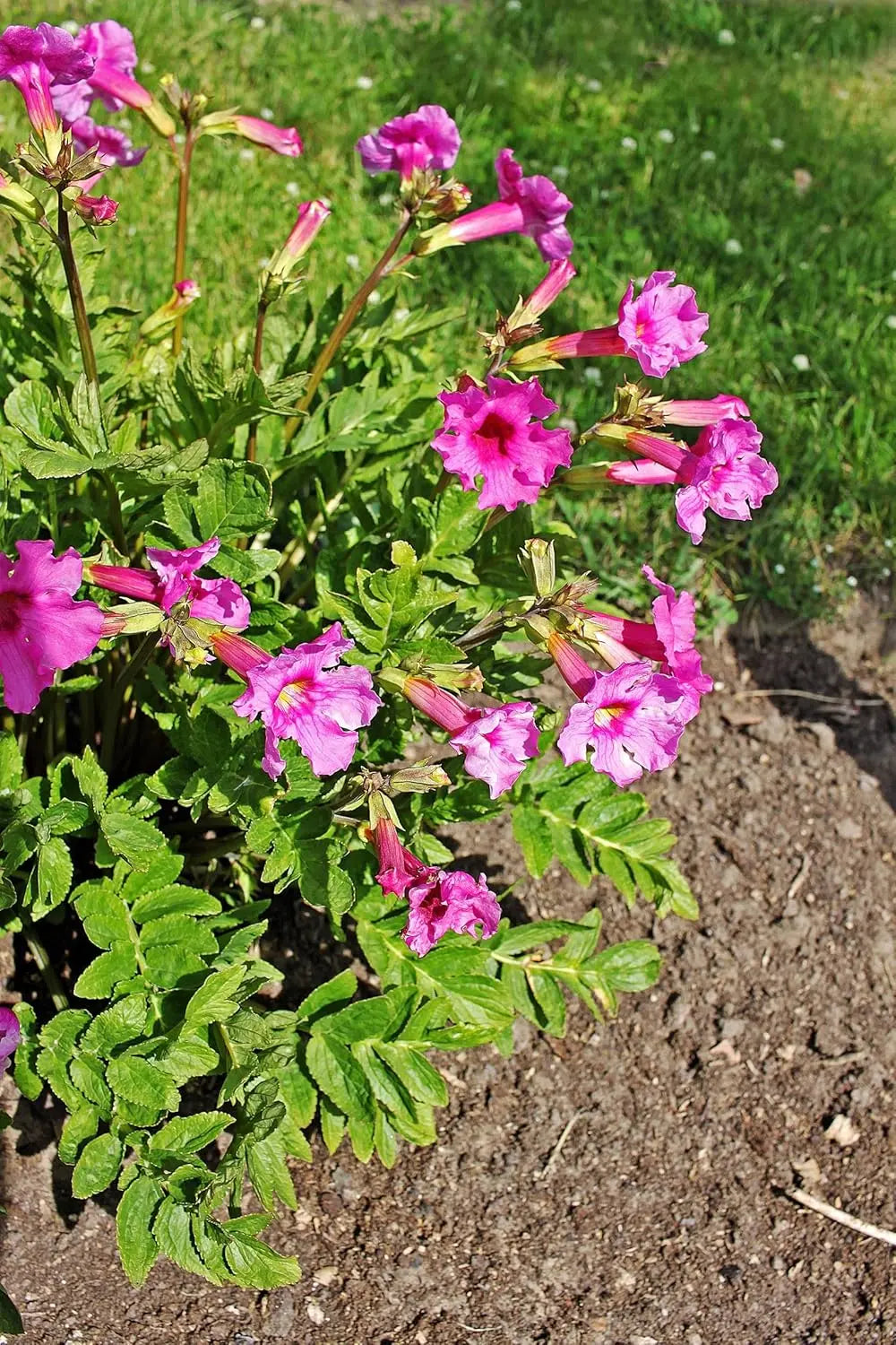 Incarvillea delavayi Staude von Stauden Gänge, blühende Freilandgloxinie mit bunten Blüten in Gartenumgebung