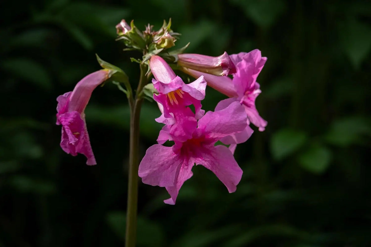 Incarvillea delavayi, Freilandgloxinie, Staude mit farbenfrohen Blüten, wächst in Garten, von Stauden Gänge.