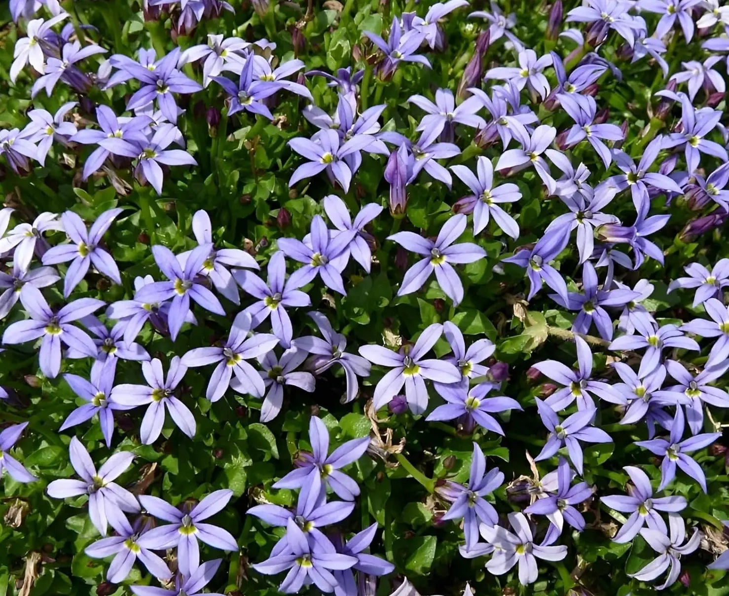 Blaue Isotoma fluviatilis 'Country Park' Staude mit kleinen, zarten Blüten, gepflanzt in einem Gartenbeet.