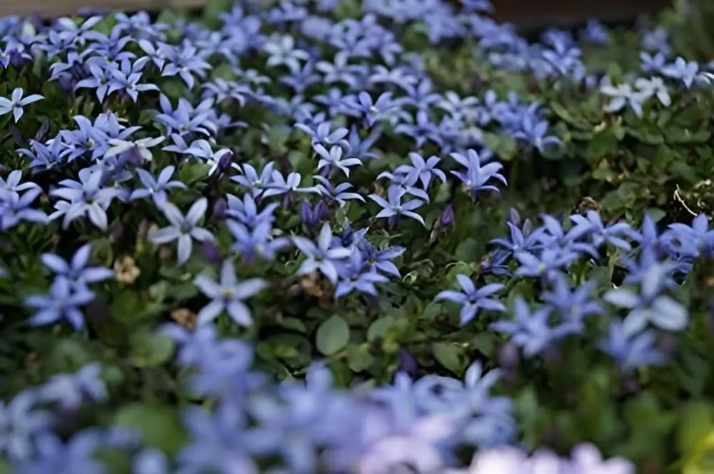 Blaue Staude Isotoma fluviatilis 'Country Park' mit kleinen weißen Blüten, wächst als Zierstaude in Garten, von Stauden Gänge.