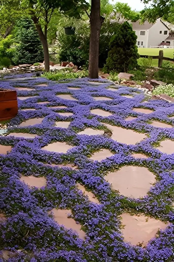 Blaue Isotoma fluviatilis 'Country Park' Staude mit zarten Blüten, in einem Garten, von Stauden Gänge.